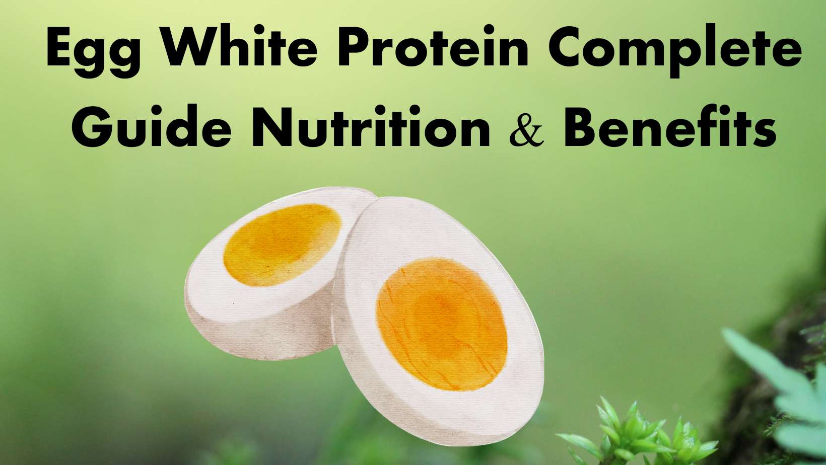 Egg White Protein