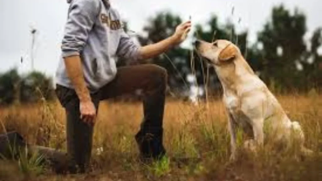 Hunting Dog Training