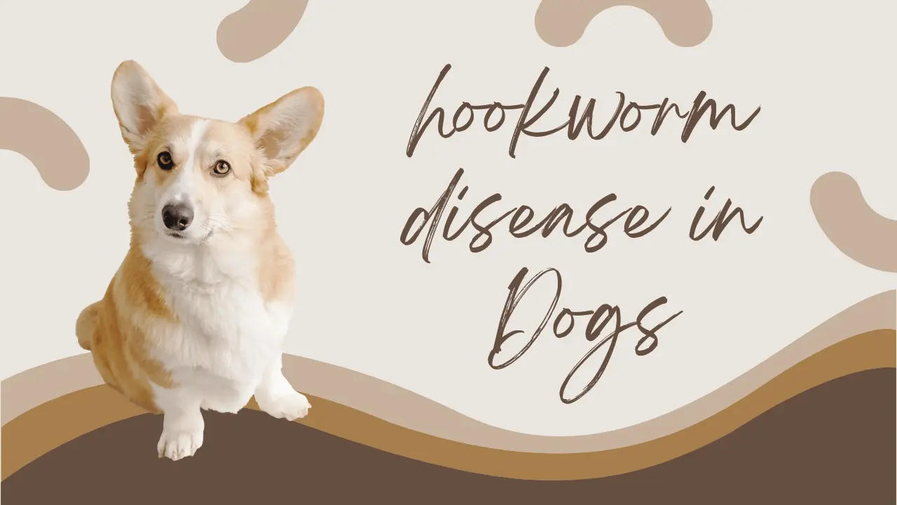 hookworm disease in dogs