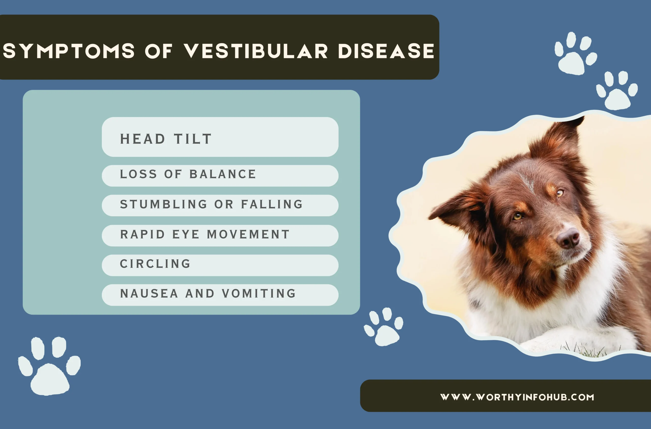 symptoms of Vestibular Disease 